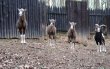 Loňské zvířátkové Vánoce si obyvatelé zookoutku užili