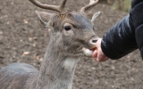 Loňské zvířátkové Vánoce si obyvatelé zookoutku užili