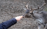 Loňské zvířátkové Vánoce si obyvatelé zookoutku užili